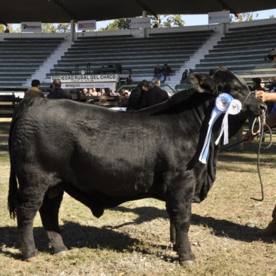 El Gobierno Nacional incentiva el mejoramiento genético animal con beneficios impositivos