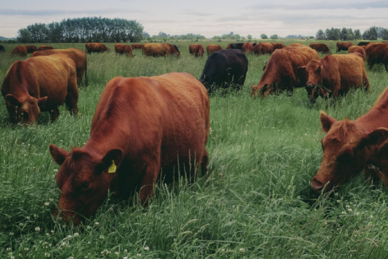 La MACS presenta su nuevo Sello de Certificación de Carne Sustentable Argentina