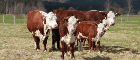  Cómo optimizar la reproducción del ganado de carne con un enfoque integral