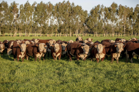 El IPCVA presentó los avances del mapa del pasto argentino