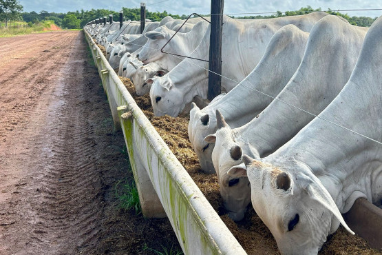 Comercializan los primeros créditos de sostenibiildad para la carne bovina brasileña